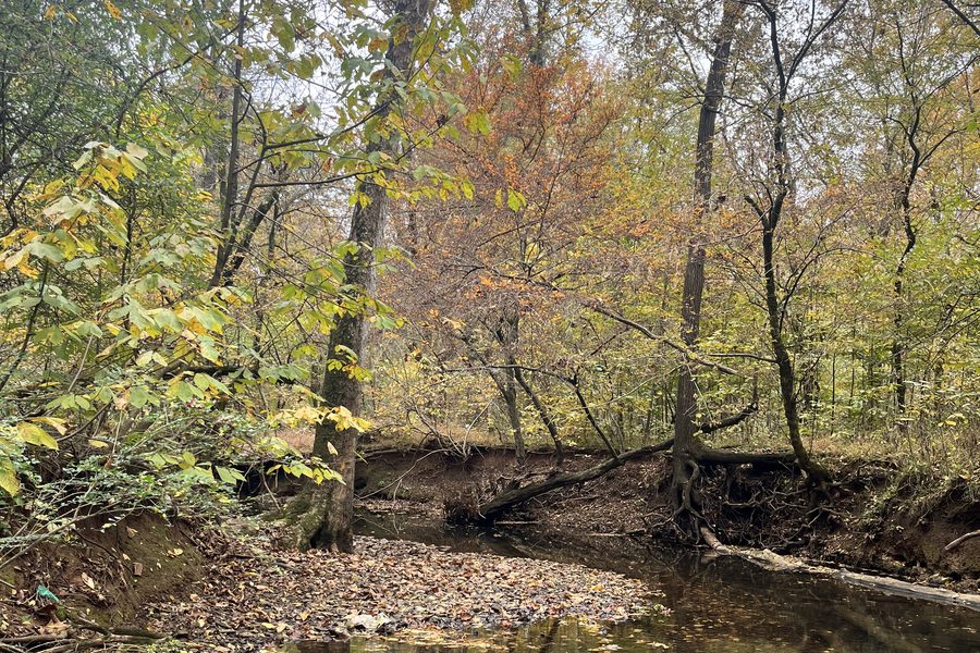 Wooded creek in North Alabama