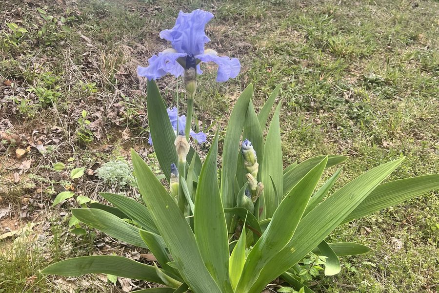 Iris blooming in a North Alabama garden