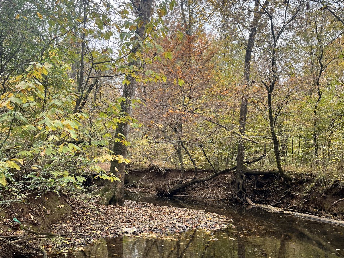 Wooded creek in North Alabama